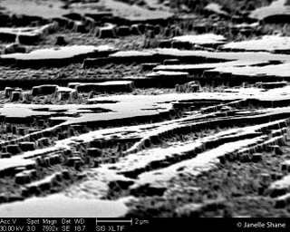 Illustration for article titled 16 Incredible Animals and Landscapes You Can Only See With a Microscope